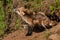 Red Fox Vixen (Vulpes vulpes) Shakes Off Dirt