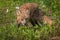 Red Fox Vixen Vulpes vulpes Stares Out