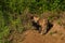 Red Fox Vixen Vulpes vulpes Turns at Den