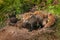 Red Fox Vixen (Vulpes vulpes) and Two of Her Kits at Densite