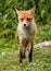 Red fox vulpes vulpes