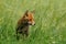 Red Fox (Vulpes Vulpes)