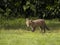 Red fox, Vulpes vulpes