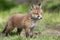 Red fox, Vulpes vulpes