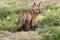 Red fox, Vulpes vulpes