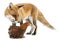Red Fox, Vulpes vulpes, 4 years old, playing
