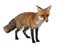 Red fox, Vulpes vulpes, 4 years old, standing