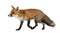 Red fox, Vulpes vulpes, 4 years old, walking