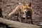 Red fox (Vulpes vulpes).