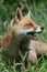 Red Fox (Vulpes Vulpes)