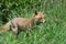 Red Fox (Vulpes Vulpes)