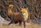 RED FOX vulpes vulpes, ADULT, CANADA