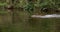 Red Fox, vulpes vulpes, Adult crossing River, Normandy in France,