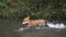 Red Fox, vulpes vulpes, Adult crossing River, Normandy in France,