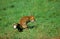 Red Fox, vulpes vulpes, Adult defecating, Normandy