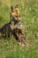 RED FOX vulpes vulpes, ADULT FEEDING ON A PARTRIDGE, NORMANDY IN FRANCE