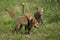 Red Fox, vulpes vulpes, Adult Fighting with a Partridge Kill, Normandy