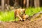 Red fox, vulpes vulpes, adult fox with young