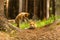 Red fox, vulpes vulpes, adult fox with young