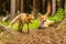 Red fox, vulpes vulpes, adult fox with young