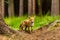 Red fox, vulpes vulpes, adult fox with young