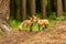 Red fox, vulpes vulpes, adult fox with young