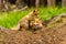 Red fox, vulpes vulpes, adult fox with young