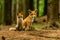 Red fox, vulpes vulpes, adult fox with young czech republic