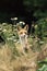 RED FOX vulpes vulpes, ADULT, HEAD EMERGING FROM LONG GRASS, NORMANDY IN FRANCE