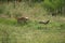 Red Fox, vulpes vulpes, Adult Hunting a Common Pheasant phasianus colchicus, Normandy