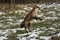 Red Fox, vulpes vulpes, Adult Jumping, Normandy