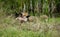 RED FOX vulpes vulpes, ADULT KILLING A COMMON PHEASANT, NORMANDY IN FRANCE