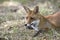 Red Fox, vulpes vulpes, Adult laying on Grass, Normandy