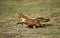 RED FOX vulpes vulpes, ADULT RUNNING