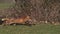 Red Fox, vulpes vulpes, Adult running on Grass