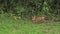 Red Fox, vulpes vulpes, Adult running on Grass, Normandy in France
