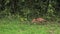 Red Fox, vulpes vulpes, Adult running on Grass, Normandy in France