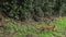 Red Fox, vulpes vulpes, Adult running on Grass, Normandy in France