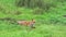 Red Fox, vulpes vulpes, Adult running on Grass, Normandy in France,