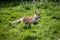 RED FOX vulpes vulpes, ADULT RUNNING THROUGH MEADOW, NORMADY