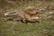 Red Fox, vulpes vulpes, Adult Running, Normandy