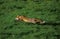 Red Fox, vulpes vulpes, Adult running, Normandy