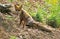 RED FOX vulpes vulpes, ADULT SITTING AT BURROW ENTRANCE