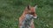 Red Fox, vulpes vulpes, Adult standing on Grass, Normandy,