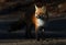 Red fox Vulpes vulpes in Algonquin Park in autumn