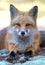 Red fox Vulpes vulpes in Algonquin Park in autumn in Canada