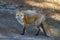 A Red fox Vulpes vulpes in Algonquin Park, Canada in autumn
