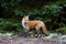 Red fox Vulpes vulpes in Algonquin Park, Canada in autumn