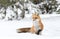 Red fox Vulpes vulpes in Algonquin Park in winter