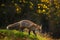 Red Fox, Vulpes vulpes, animal at green grass forest during autumn. Fox in the nature habitat. Beautiful evening sun with nice